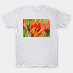 Tulipa schrenkii  Miscellaneous tulip T-Shirt